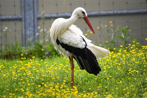 The White Stork - A Visionary Encounter Through Vivid Brushstrokes and Ethereal Hues!